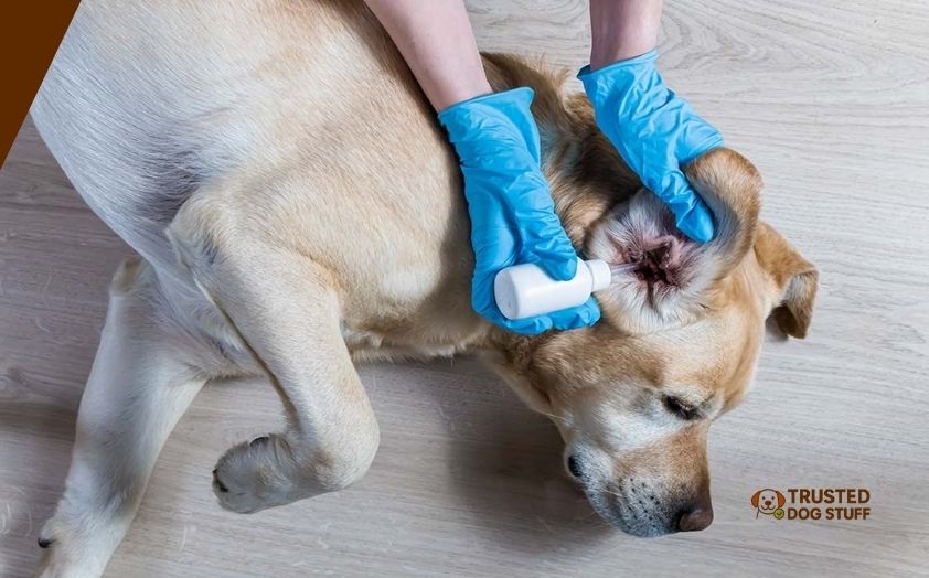 best dog foods for yeast ear infections