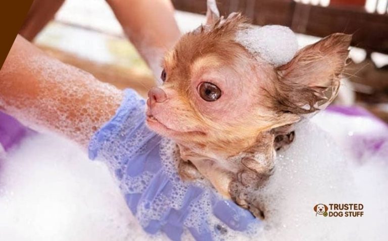 10 Best Dog Shampoos For Chihuahua Of 2026 - TrustedDogStuff