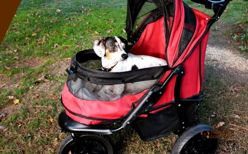 best dog strollers for hiking