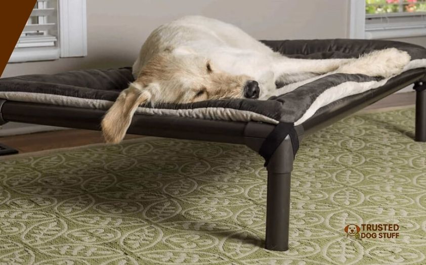 best elevated dog beds for large dogs