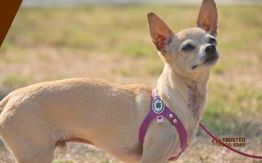 best harnesses for dogs with collapsed trachea