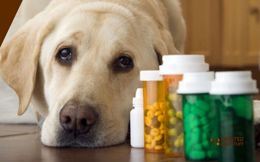 best antibiotics for dog gum infection