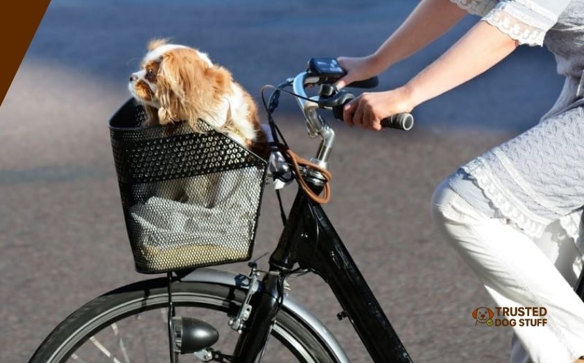 best bicycle baskets for dogs