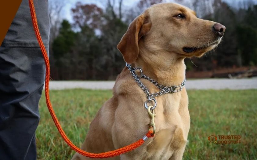 best collars for whining dog