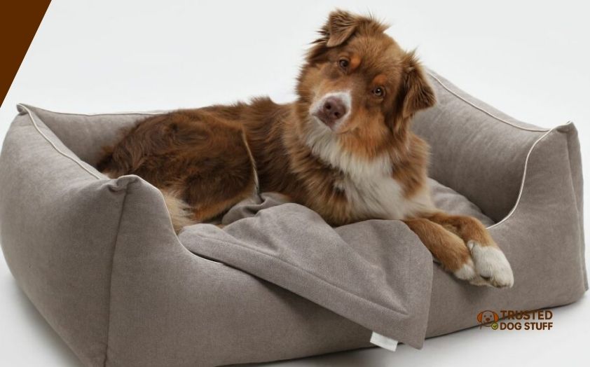 best dog beds for australian shepherds