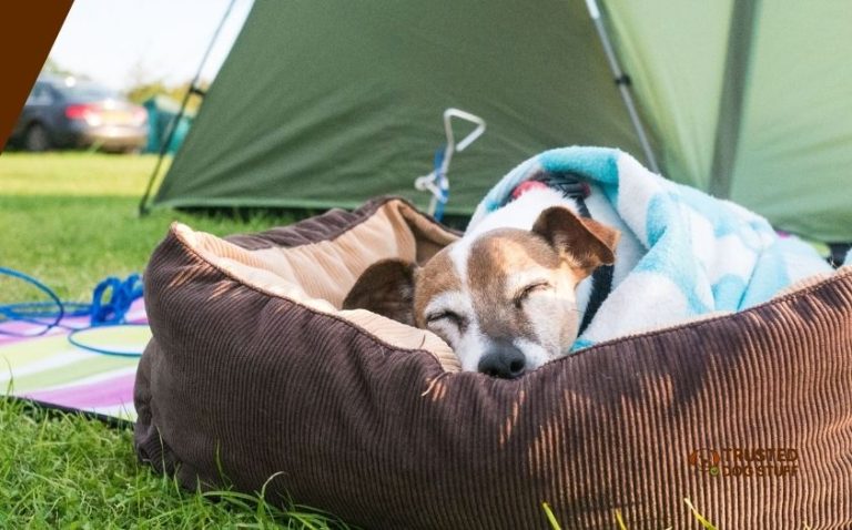 The 10 Best Dog Beds For Camping – Top Picks Of 2026 - TrustedDogStuff