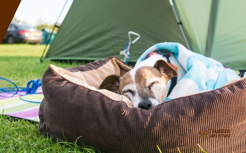 best dog beds for camping