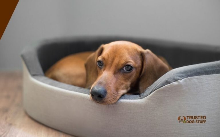 10 Best Dog Beds For Dachshunds Of 2026, Tested by Experts ...