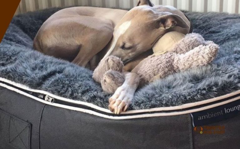 The 10 Best Dog Beds For Greyhounds 2025: Top Picks - TrustedDogStuff