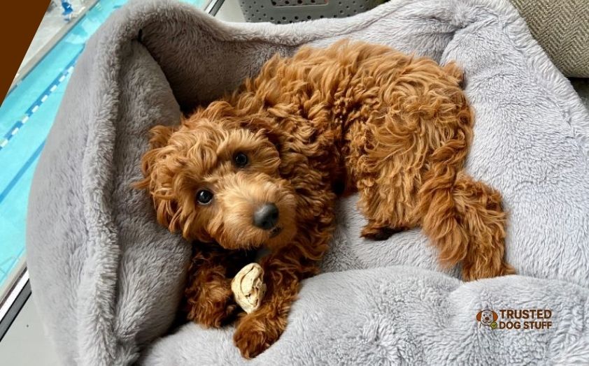 best dog beds for mini goldendoodle