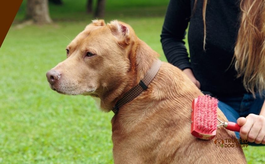 best dog brushes for pitbulls
