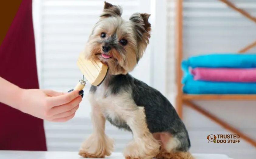 best dog brushes for yorkies