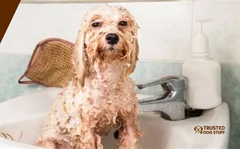 best dog conditioners for itchy skin