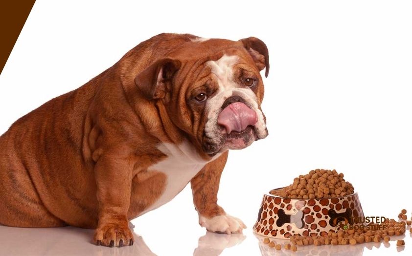 best dog foods for american bulldogs