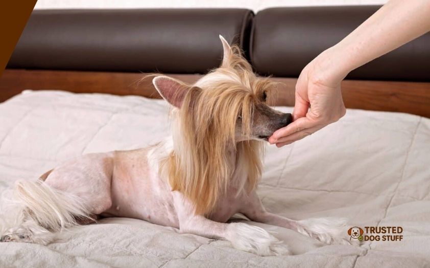 best dog foods for chinese crested