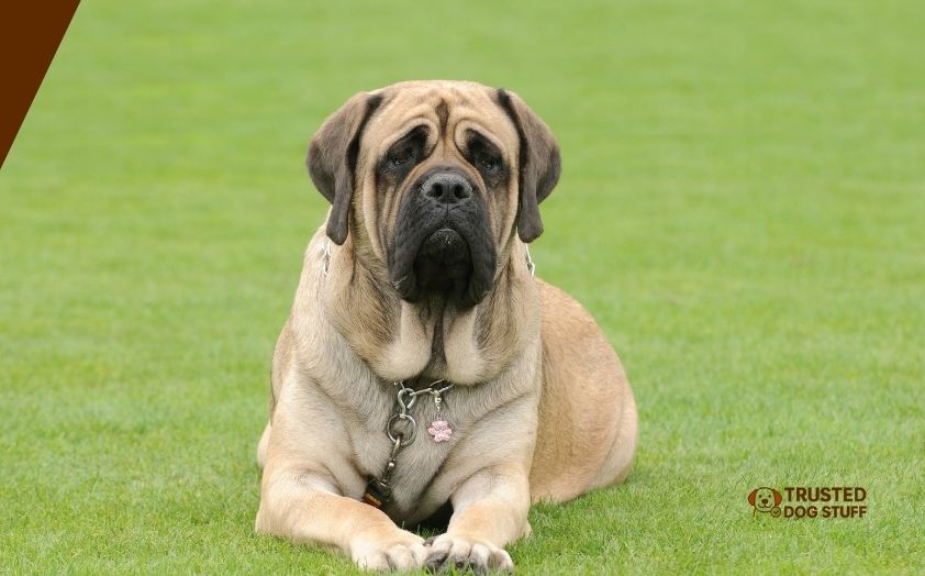 best dog foods for english mastiff puppies