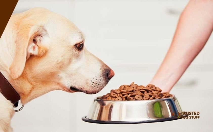 best dog foods for hunting dogs