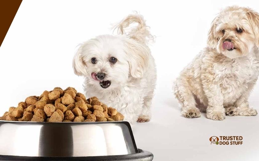 best dog foods for maltipoo tear stains