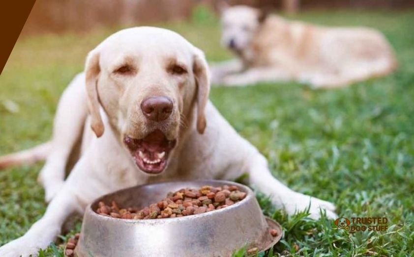 best dog foods for senior pitbulls