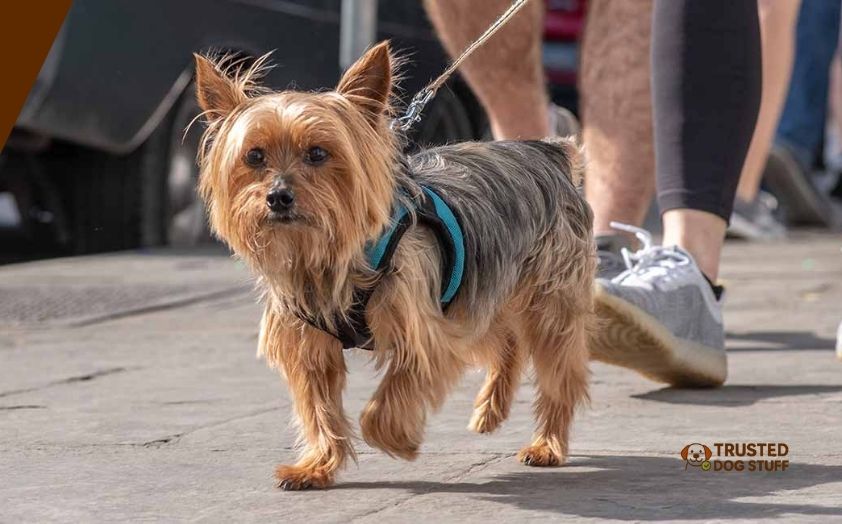 best dog harnesses for yorkies