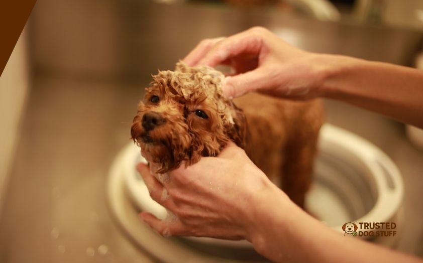 best dog shampoos for bernedoodles