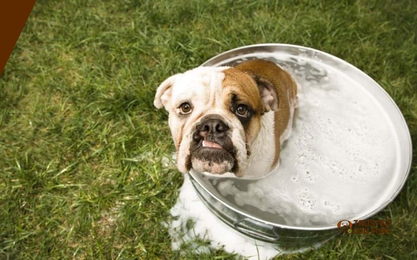 best dog shampoos for bulldogs