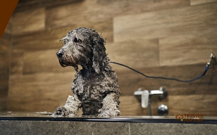 best dog shampoos for labradoodles