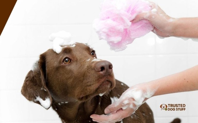 10 Best Dog Shampoos For Stinky Dogs To Buy In 2026 - TrustedDogStuff