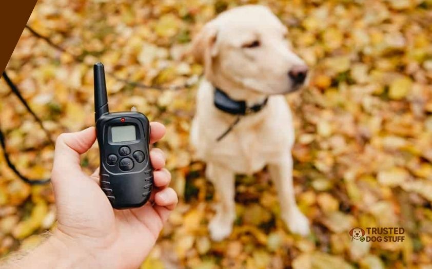 best dog shock collars for small dogs