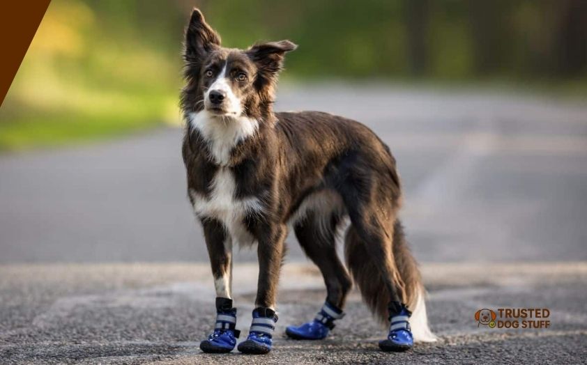 best dog shoes for dewclaws