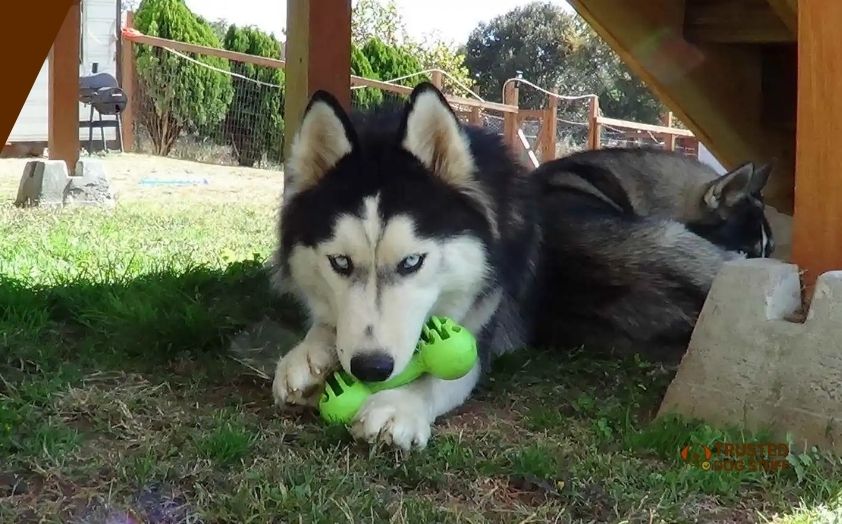 best dog toys for huskies