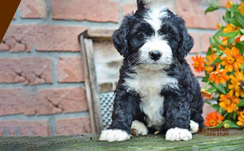 best dry dog foods for bernedoodles