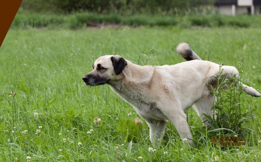 best grass seeds for dog pee