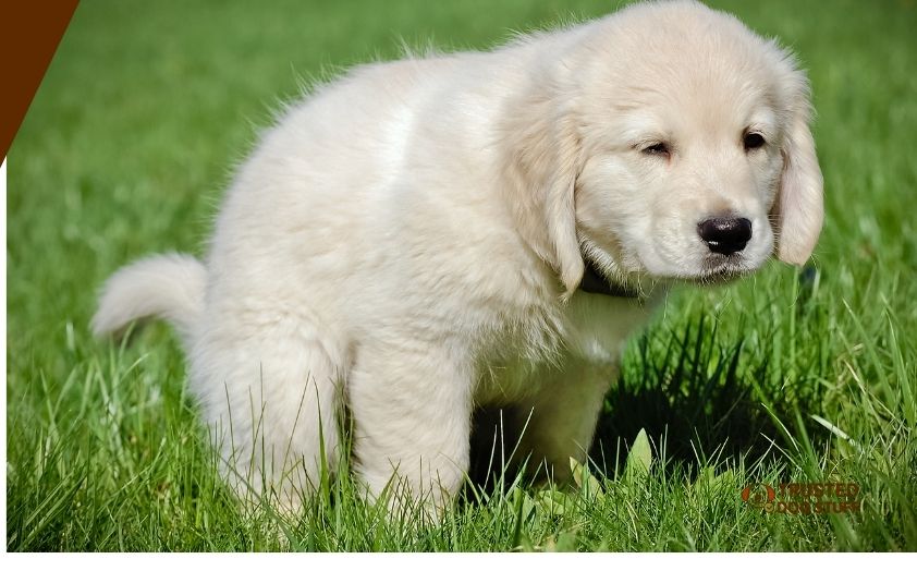 best ground cover for dog potty area