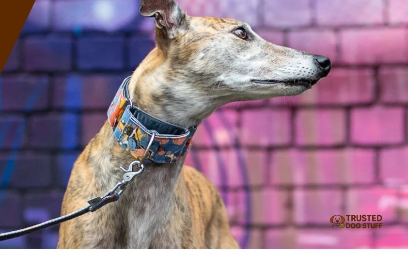 best martingale collars for large dogs