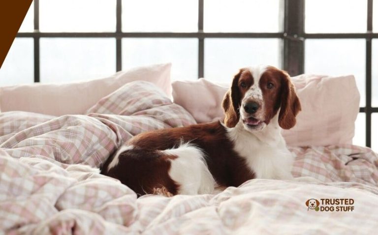 Top 10 Best Sheets For Dog Hair – Top Picks Of 2026 - TrustedDogStuff