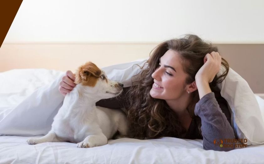 best sheets for dog owners