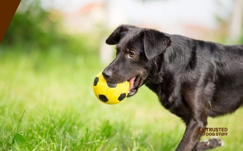 best soccer balls for dogs