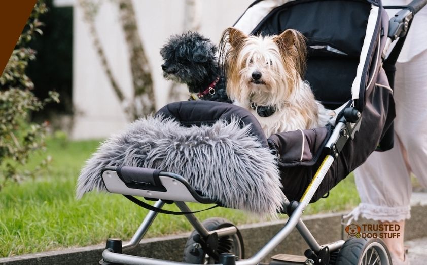 best strollers for baby and dog