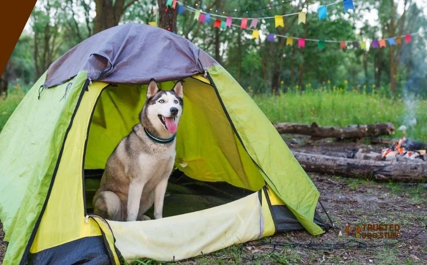 best tents for camping with dogs