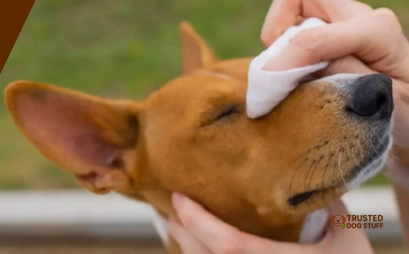 best antifungal wipes for dogs