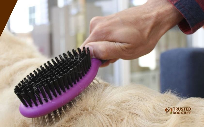 best brushes for boxer dog