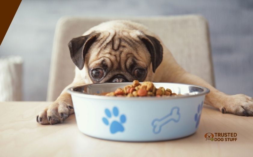 best dog bowls for pugs