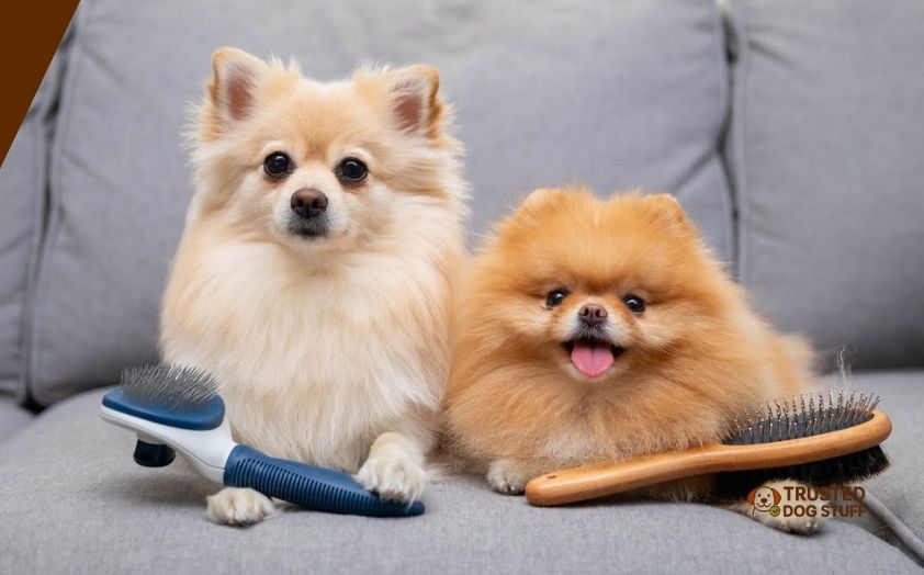 best dog brushes for pomeranian