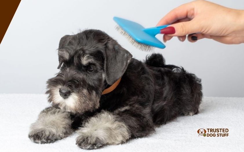 best dog brushes for schnauzer