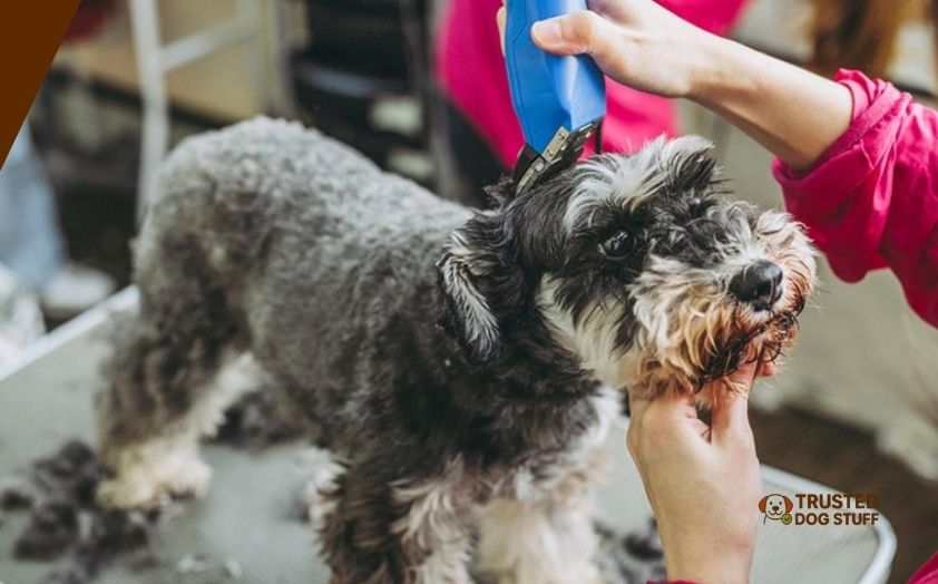 best dog clippers for schnauzers