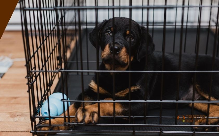 best dog crates for rottweiler