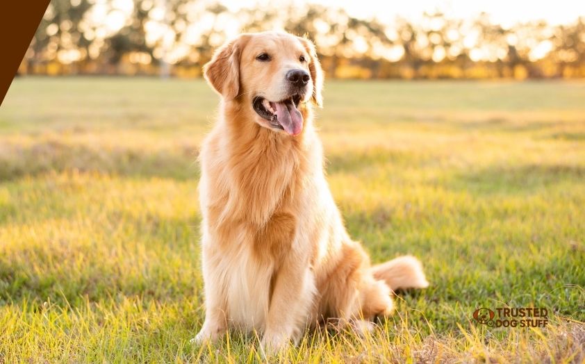 best dog foods for 1 year old golden retriever