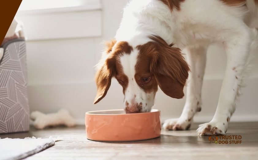 best dog foods for border collie puppies