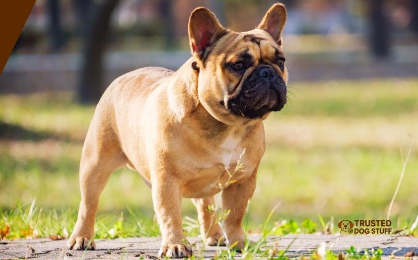 best dog foods for frenchies with skin allergies